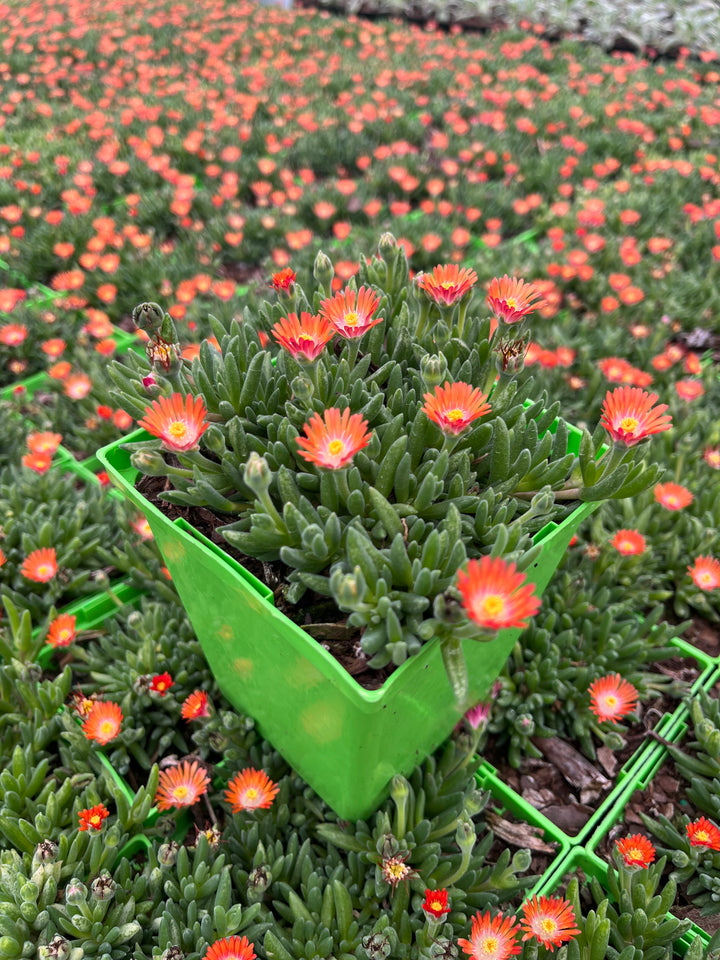 Delosperma J.o.D. 'Topaz’ (Jewel of the Desert Series Ice Plant)