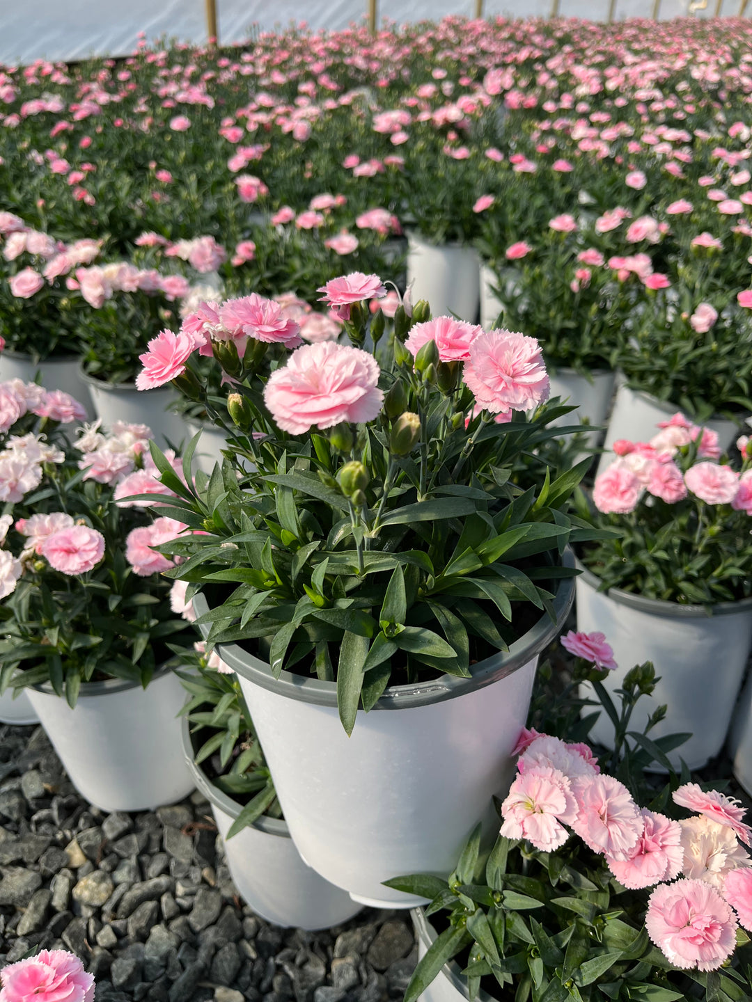 Dianthus Constant Cadence® Peach Milk (Garden Pinks)