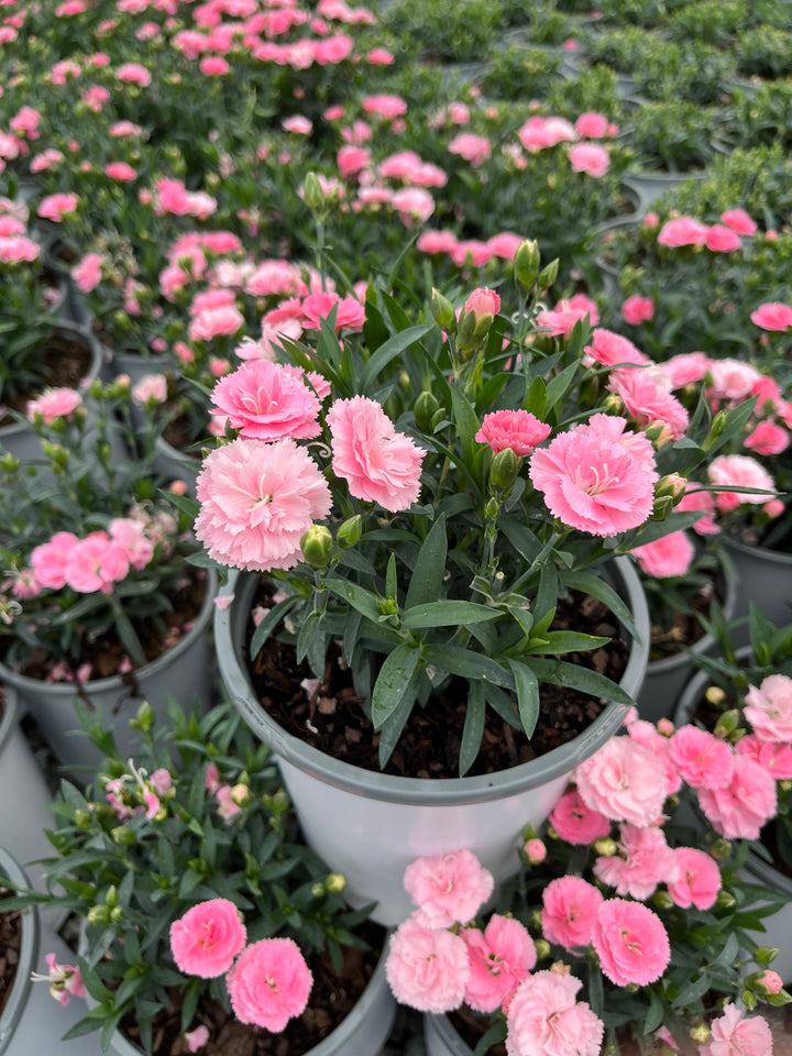 Dianthus Constant Cadence® Peach Milk (Garden Pinks)