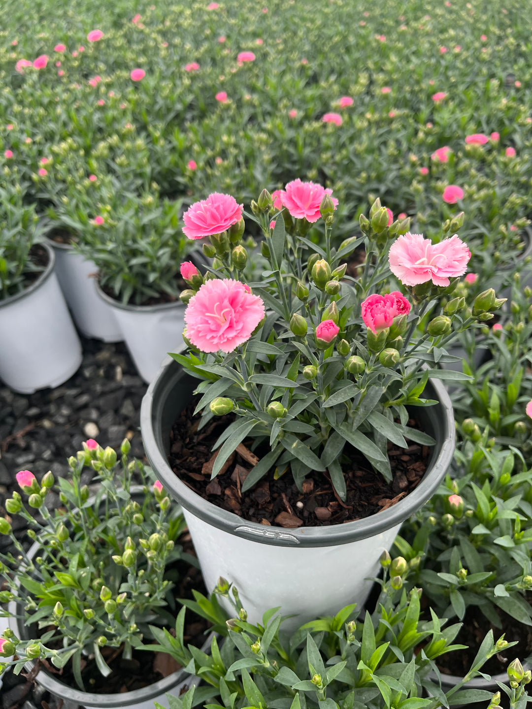 Dianthus Constant Cadence® Peach Milk (Garden Pinks)