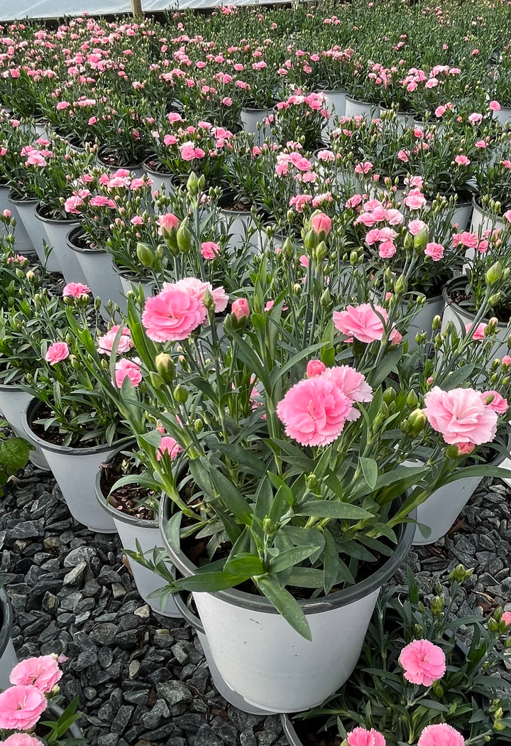 Dianthus Constant Cadence® Peach Milk (Garden Pinks)