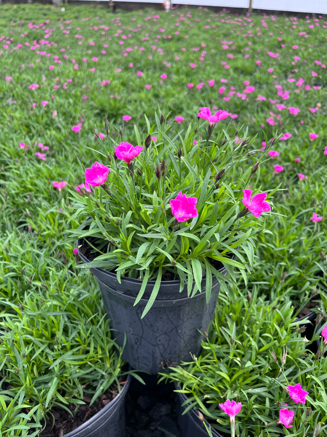 Dianthus x Beauties® 'Kahori' (Garden Pinks)