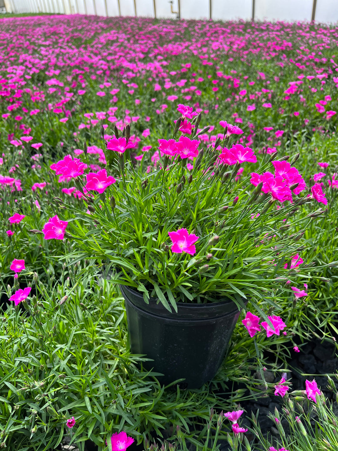 Dianthus x Beauties® 'Kahori' (Garden Pinks)