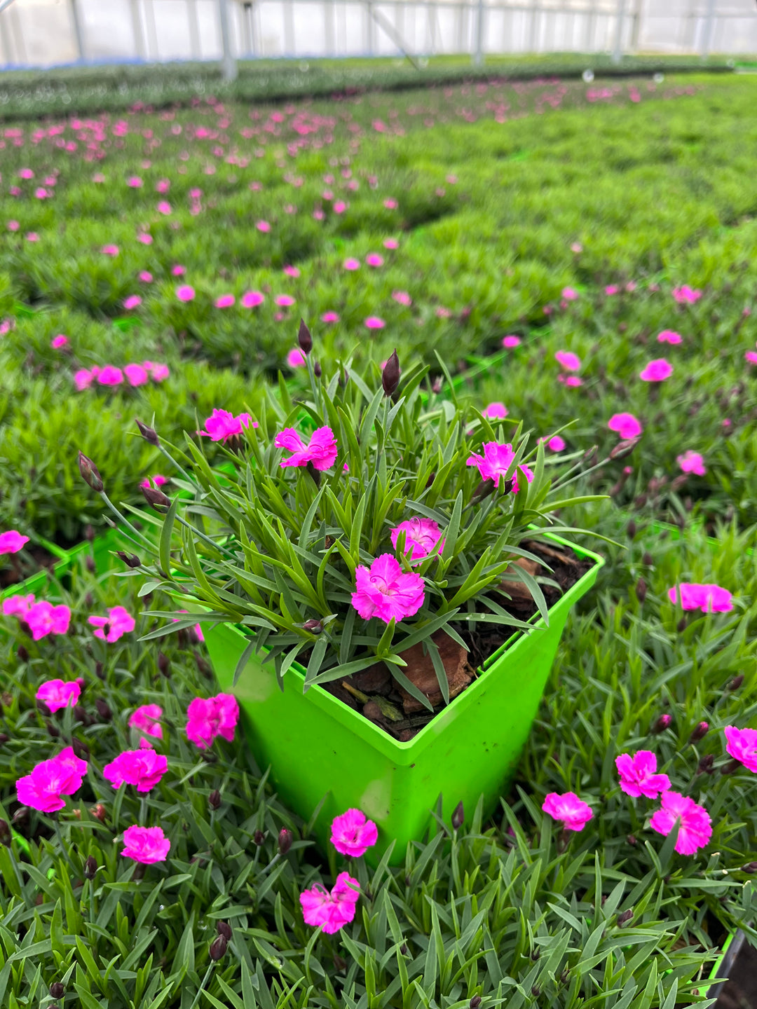 Dianthus Mountain Frost™ Pink PomPom (Garden Pinks)