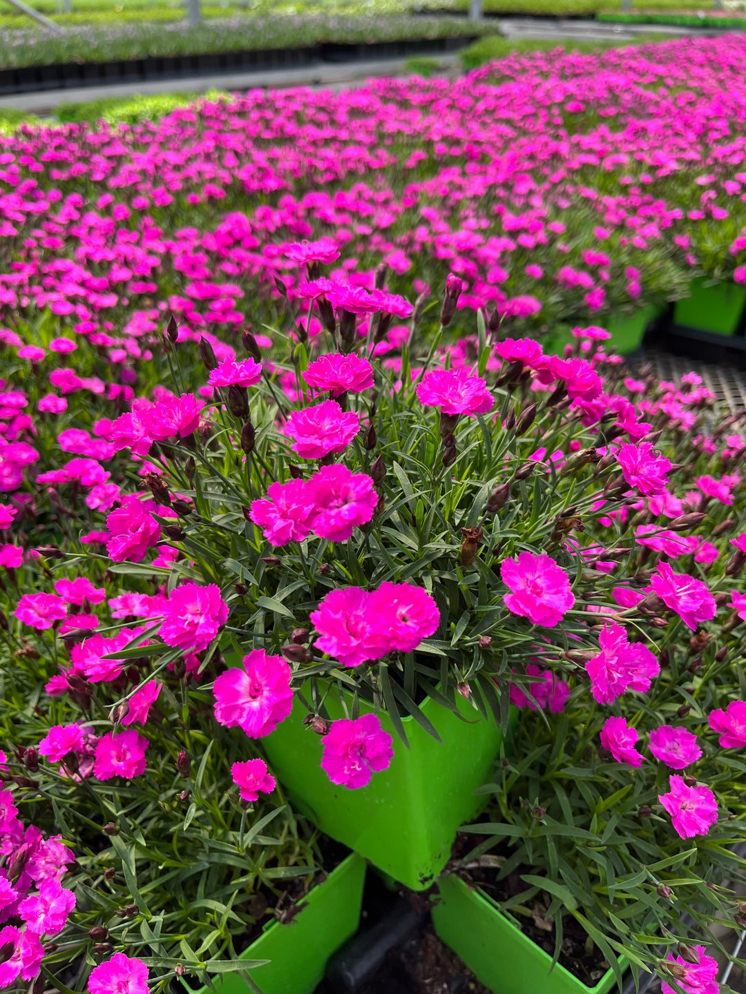 Dianthus Mountain Frost™ Pink PomPom (Garden Pinks)