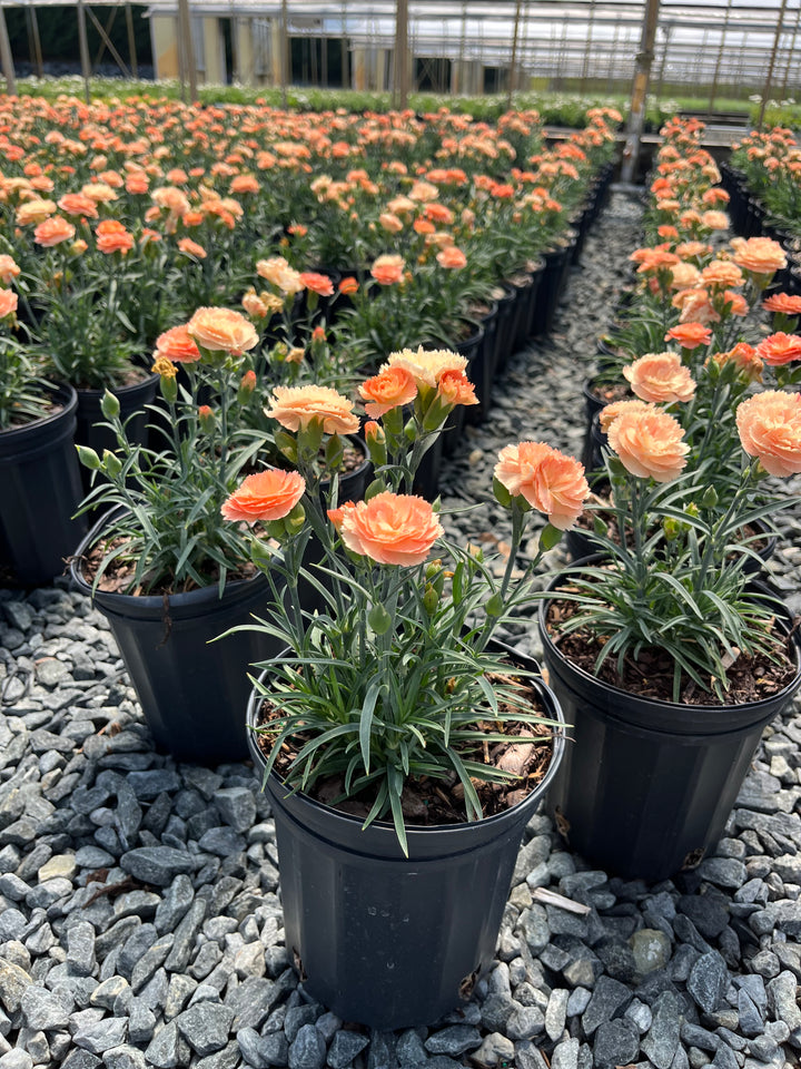 Dianthus SuperTrouper™ Orange (Garden Pinks)