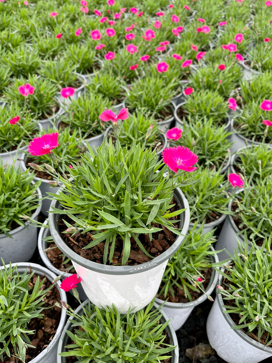 Dianthus Vivid™ Bright Light (Garden Pinks)