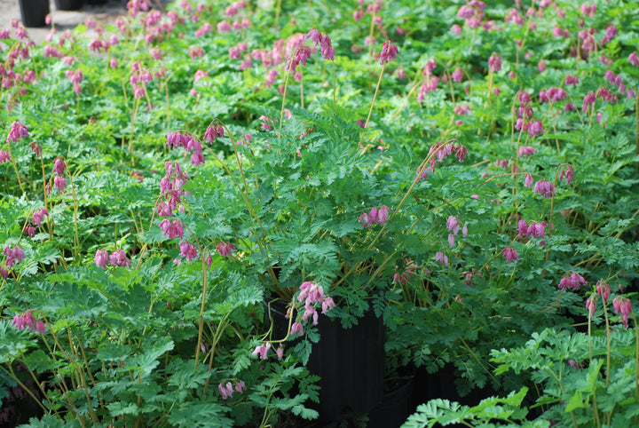 Dicentra formosa 'Luxuriant' (Cutleaf Bleeding Heart)