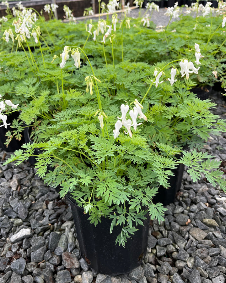 Dicentra Amore™ 'Titanium' (Bleeding Heart)