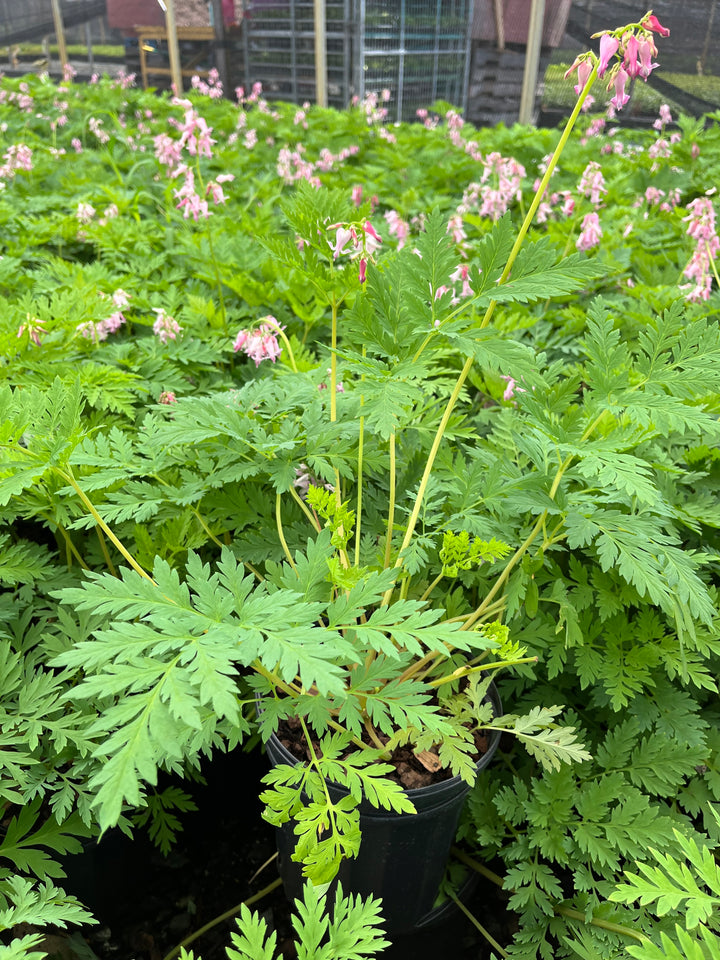 Dicentra eximia (Cutleaf Bleeding Heart)