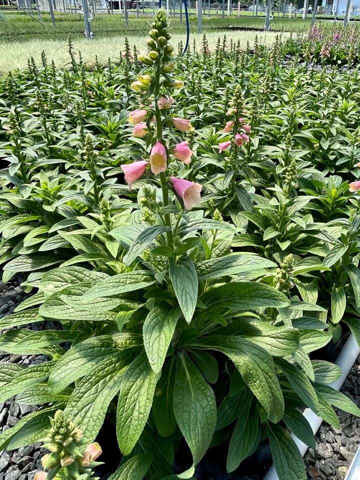 Digitalis x Arctic Fox™ Rose (Foxglove)