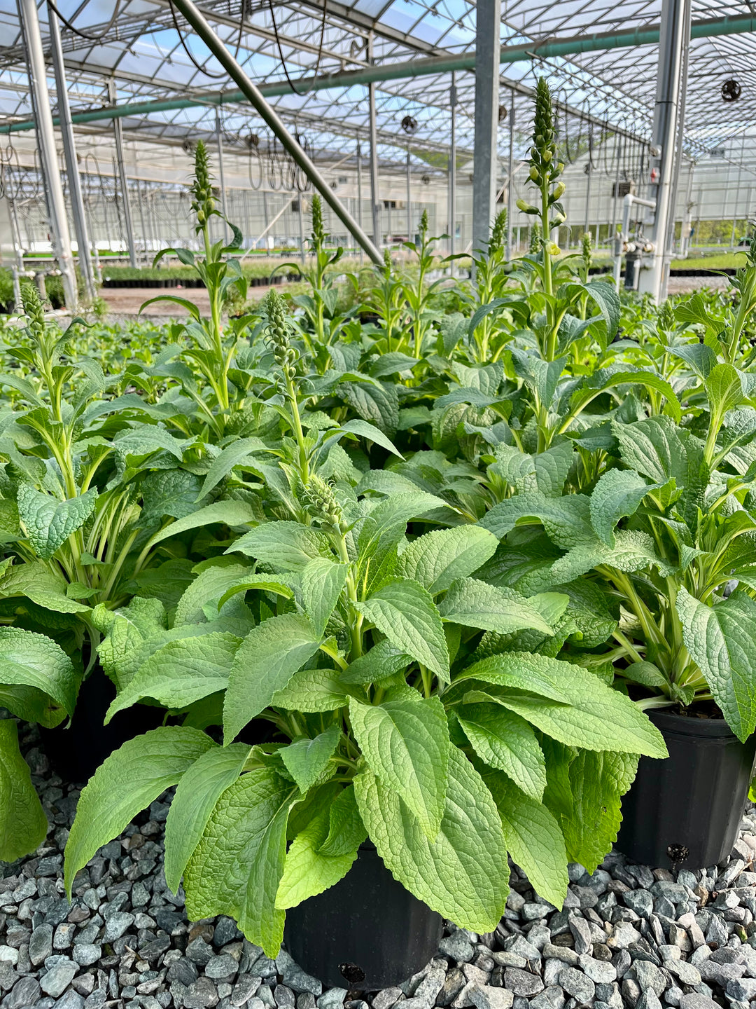 Digitalis purpurea 'Candy Mountain' (Foxglove)