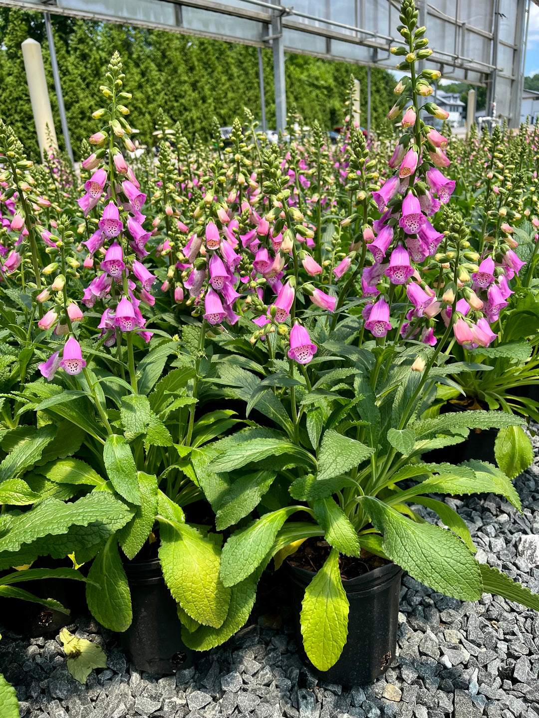 Digitalis x Pink Panther® (Foxglove)