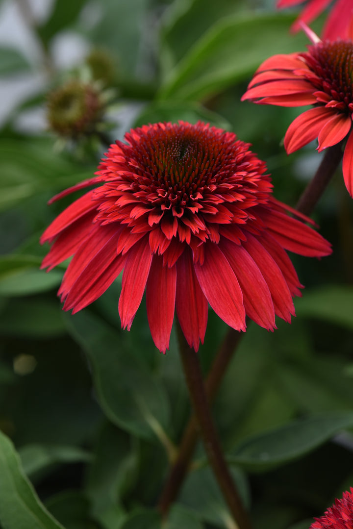 Echinacea Double Scoop™ Strawberry Deluxe (Coneflower)