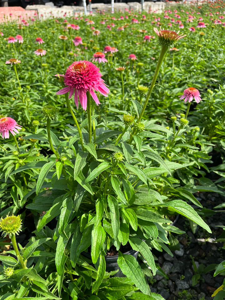 Echinacea x purpurea 'Butterfly Kisses' (Coneflower)