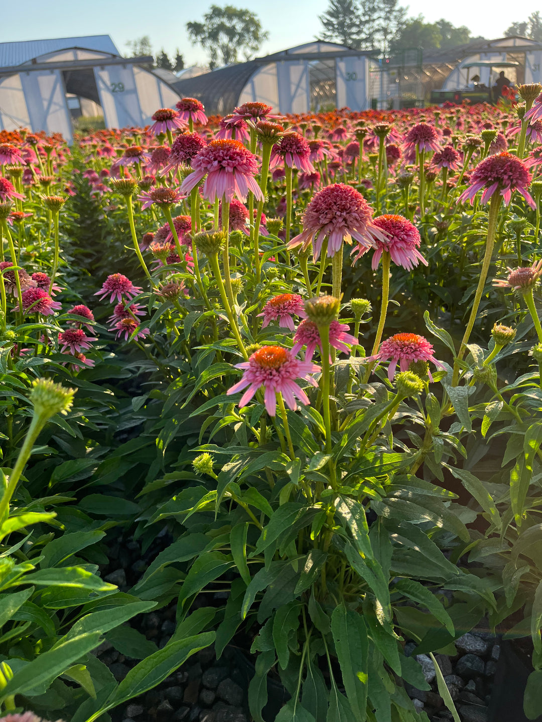 Echinacea x purpurea 'Butterfly Kisses' (Coneflower)