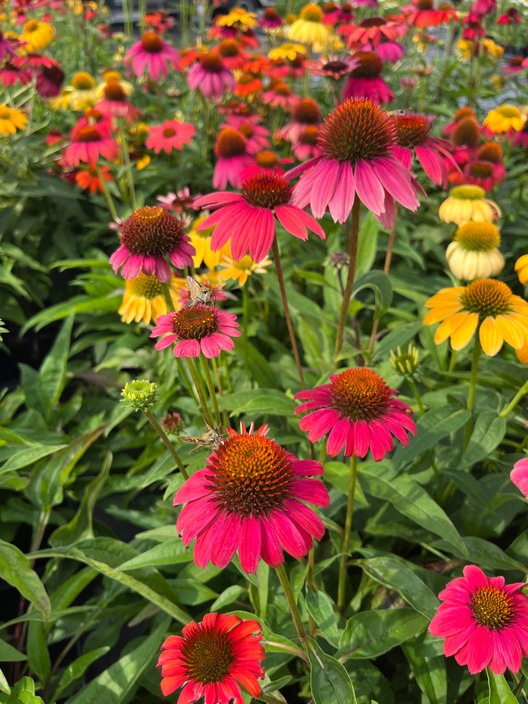 Echinacea x purpurea 'Cheyenne Spirit' (Coneflower)