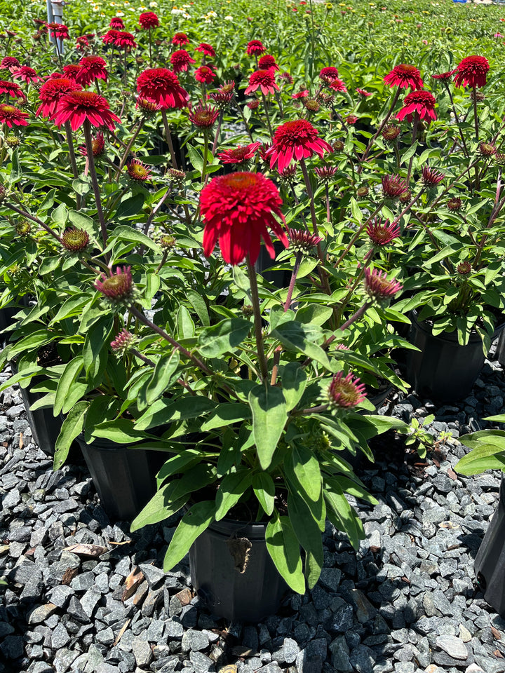 Echinacea Double Scoop™ Strawberry Deluxe (Coneflower)