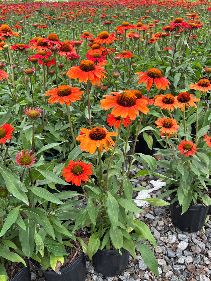 Echinacea Kismet® Intense Orange (Coneflower)