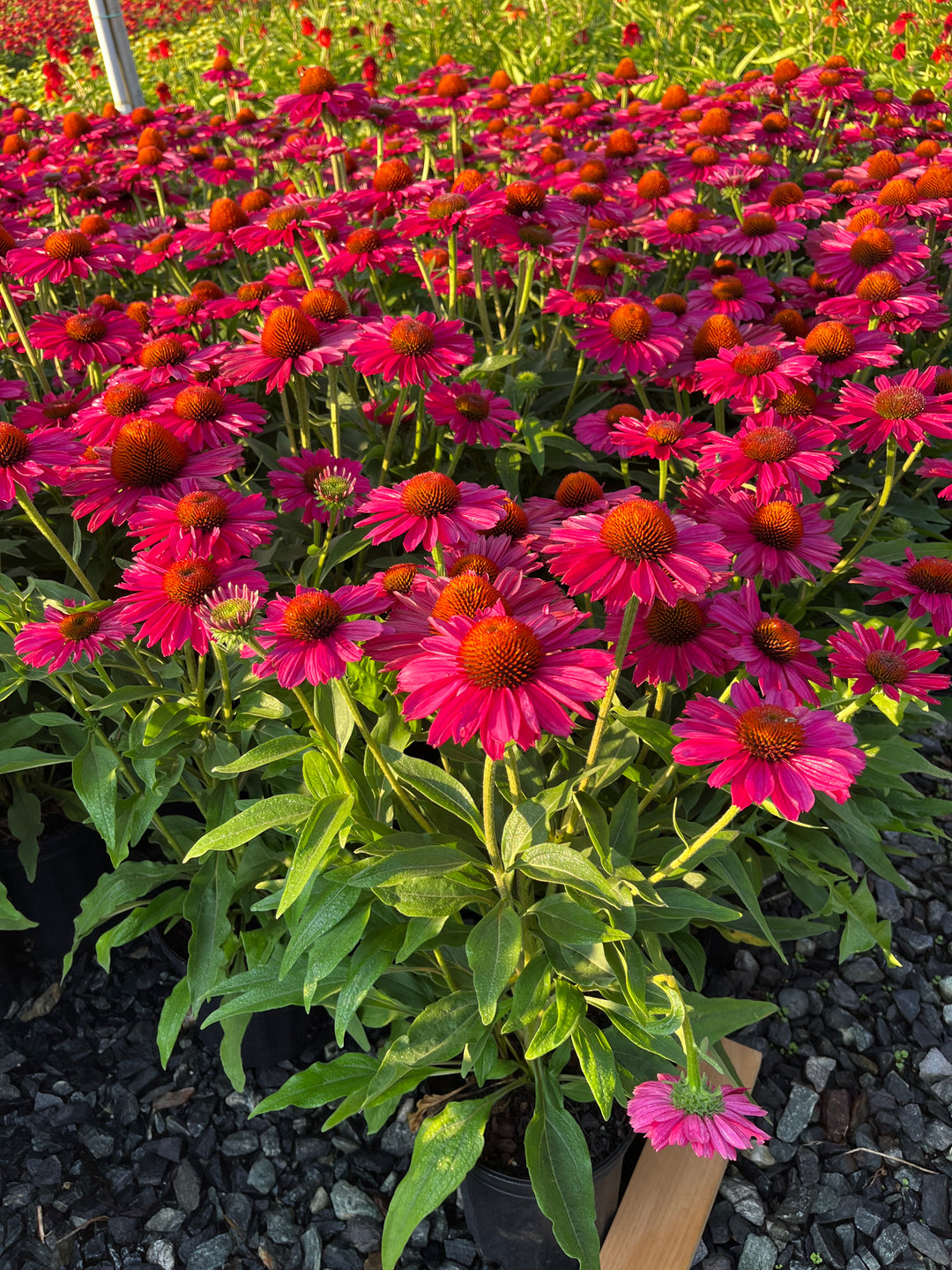 Echinacea Kismet® Raspberry (Coneflower)