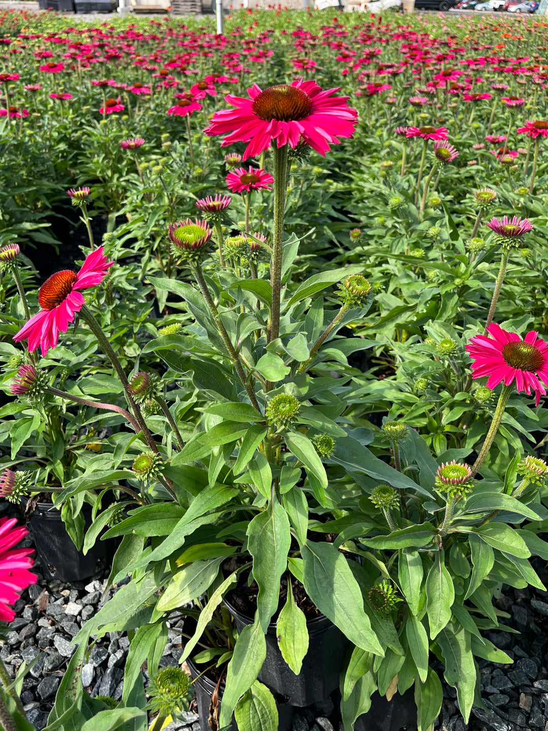 Echinacea Kismet® Raspberry (Coneflower)