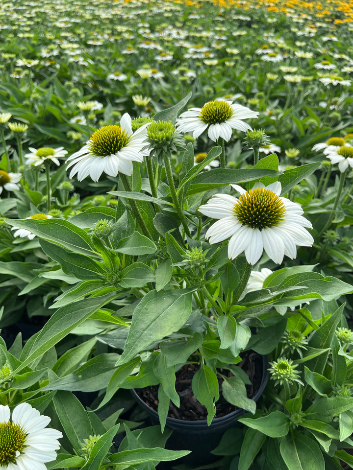 Echinacea x Kismet® White (Coneflower)