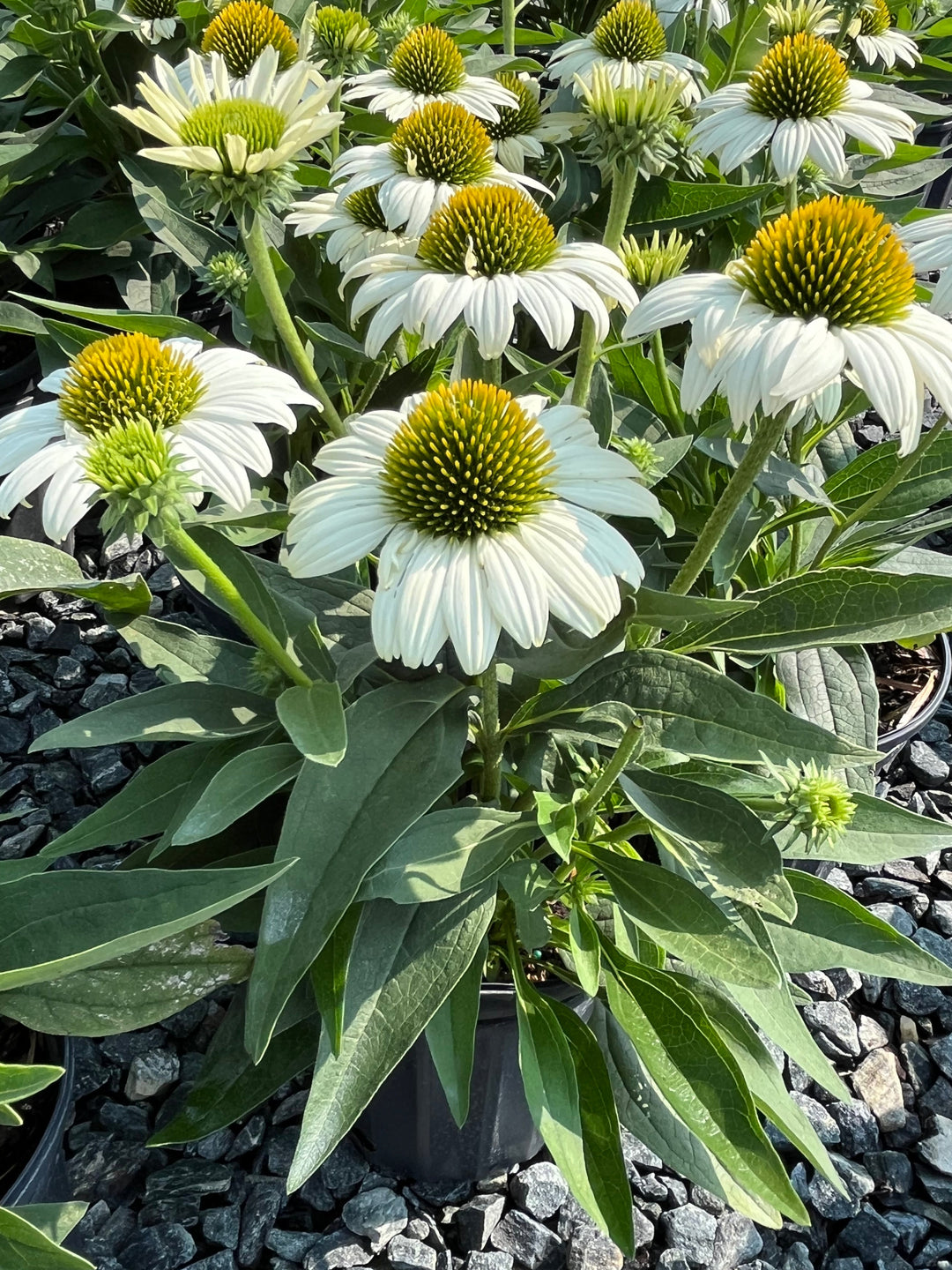 Echinacea x Kismet® White (Coneflower)