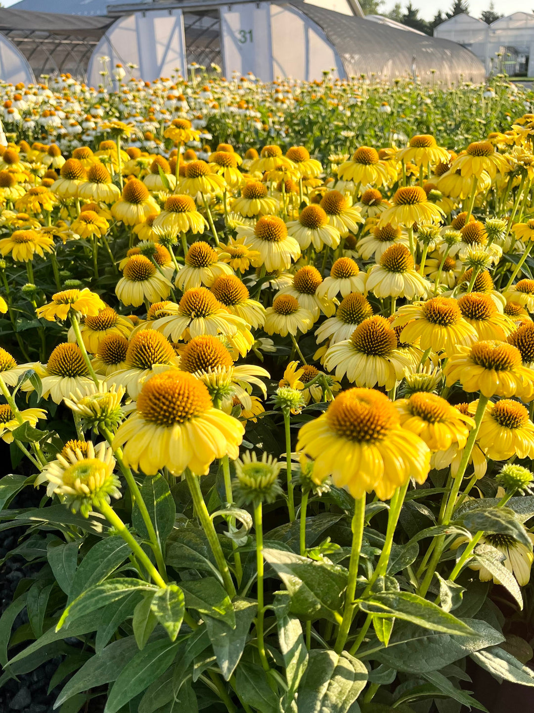 Echinacea Sombrero® Lemon Yellow Improved (Coneflower)