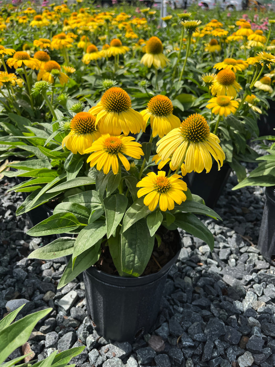 Echinacea Sombrero® Lemon Yellow Improved (Coneflower)