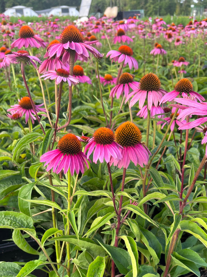 Echinacea purpurea 'Magnus' (Coneflower)