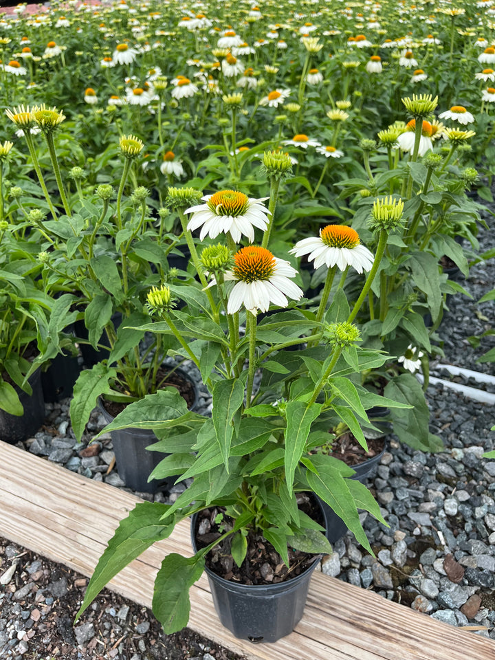 Echinacea purpurea 'PowWow White' (Coneflower)