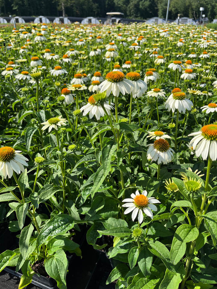 Echinacea purpurea 'PowWow White' (Coneflower)