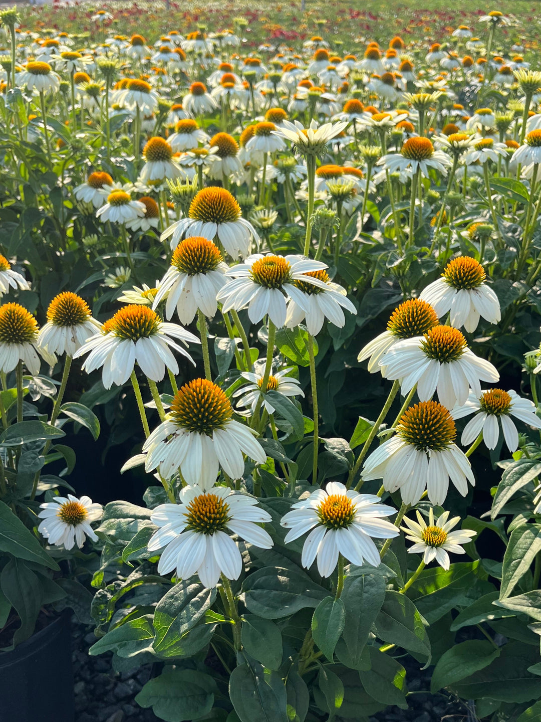 Echinacea purpurea 'PowWow White' (Coneflower)