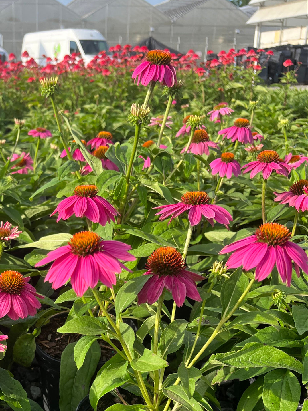 Echinacea purpurea 'PowWow Wild Berry' (Coneflower)