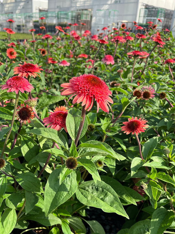 Echinacea x purpurea 'Raspberry Truffle' (Cone-fections™ Series Coneflower)