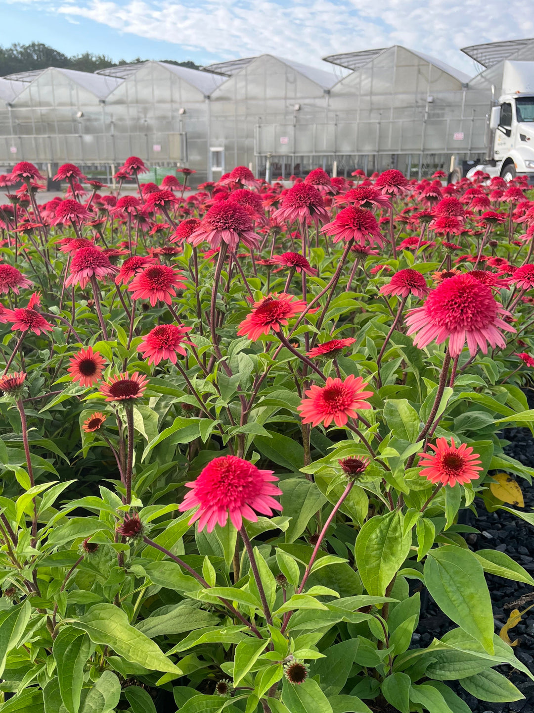 Echinacea x purpurea 'Raspberry Truffle' (Cone-fections™ Series Coneflower)