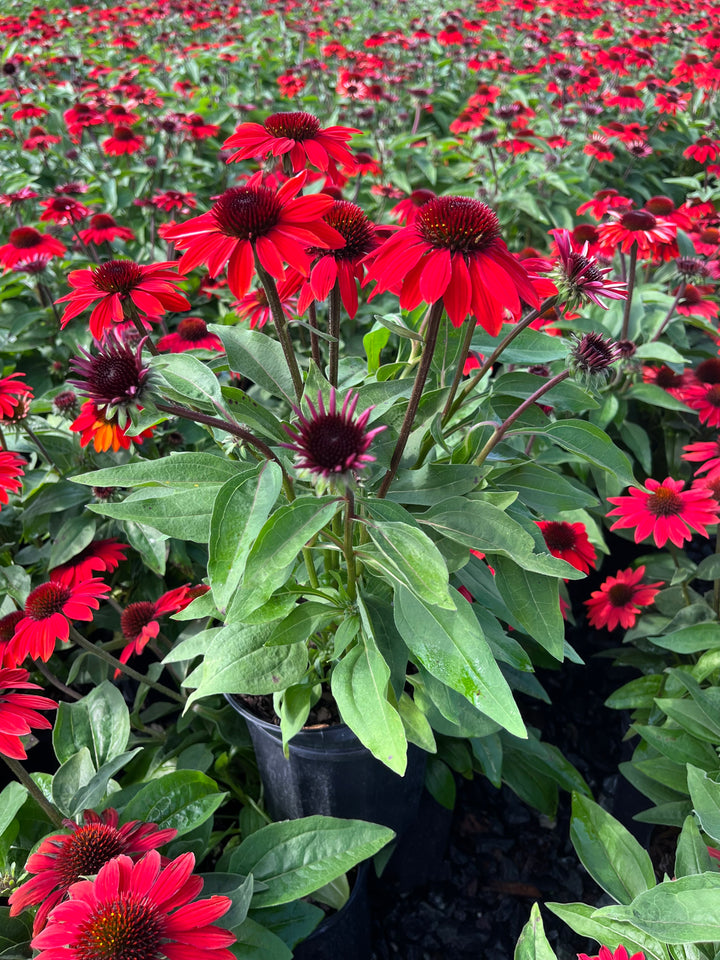 Echinacea Sombrero® Sangrita (Coneflower)