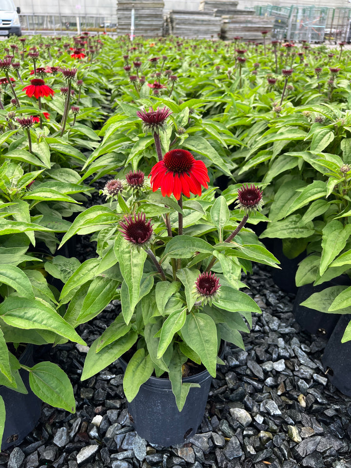 Echinacea Sombrero® Sangrita (Coneflower)