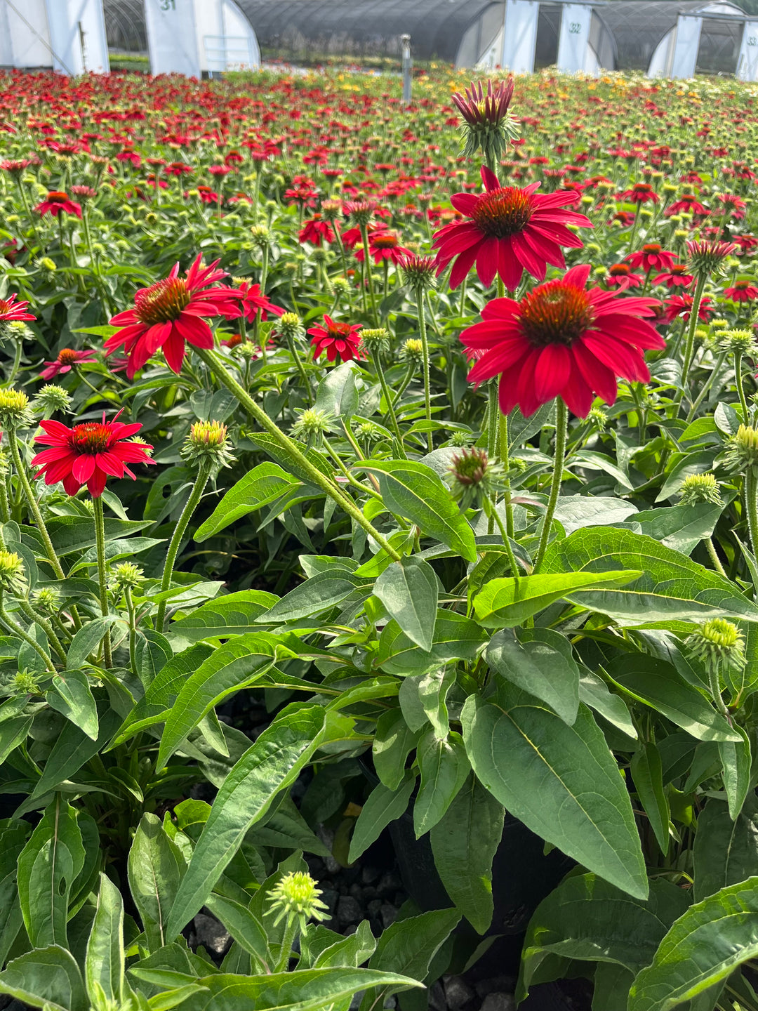 Echinacea Sombrero® Tres Amigos (Coneflower)