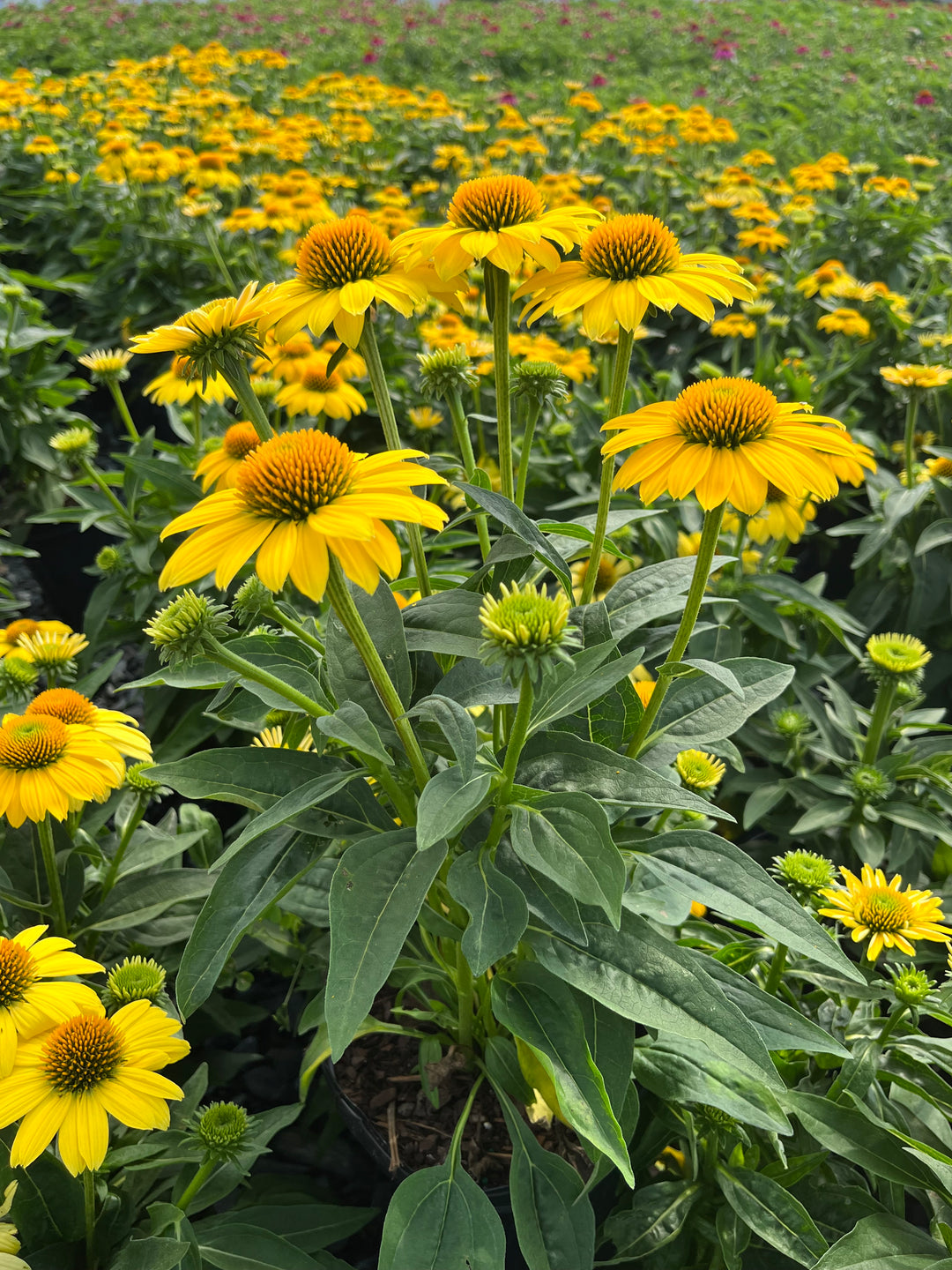 Echinacea Sombrero® Lemon Yellow Improved (Coneflower)