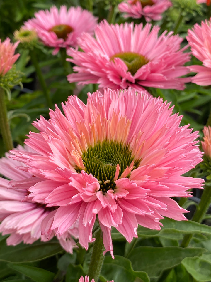 Echinacea x Sunseekers® Salmon (Coneflower)