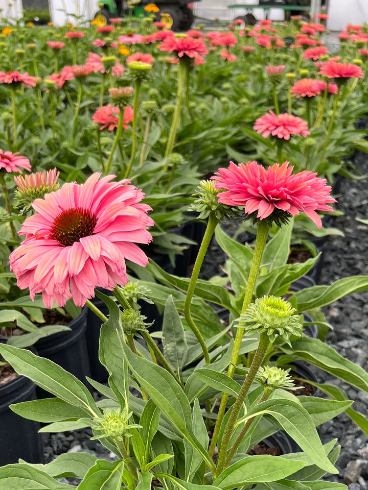 Echinacea x Sunseekers® Rainbow (Coneflower)