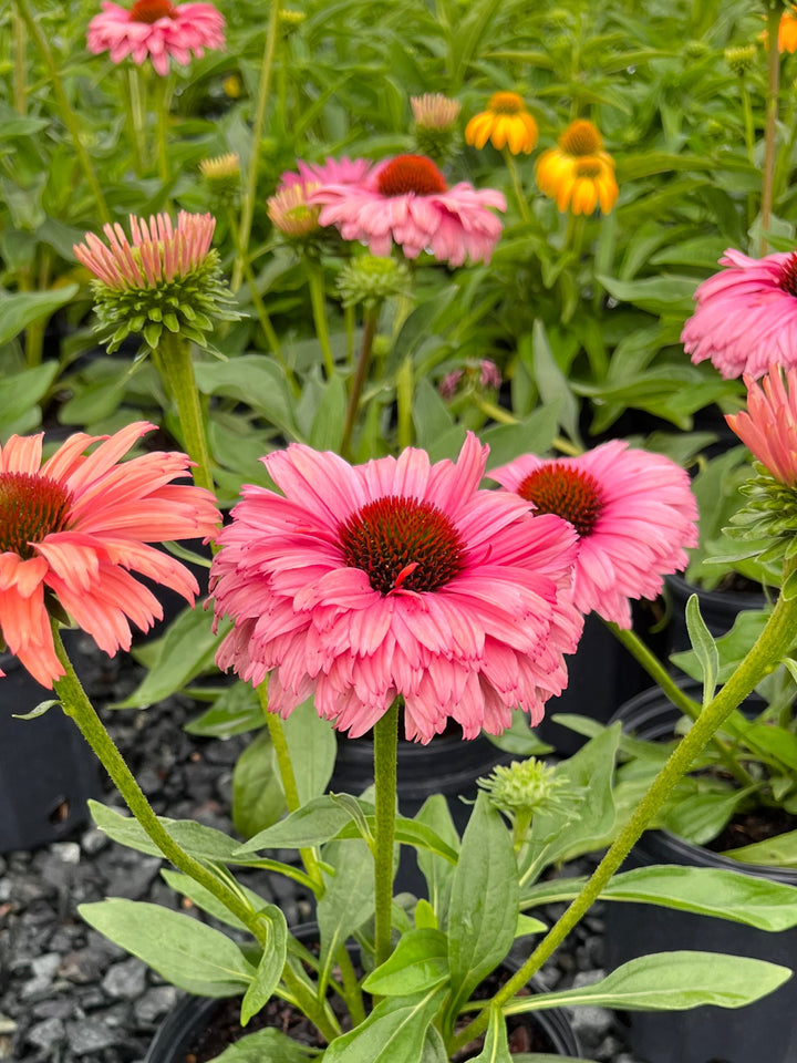 Echinacea x Sunseekers® Rainbow (Coneflower)