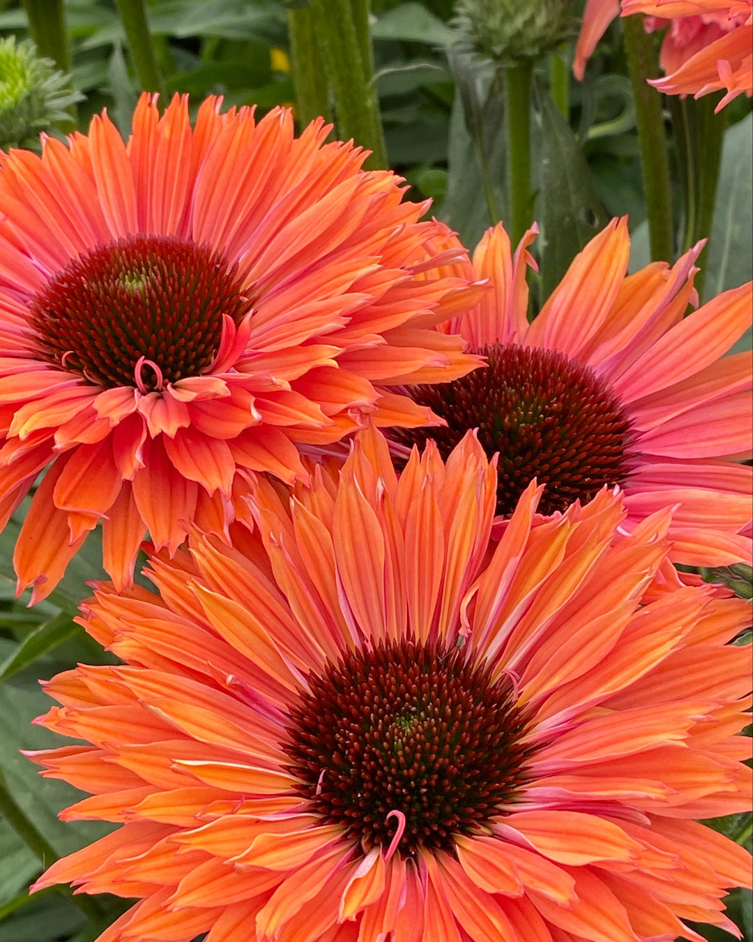 Echinacea x Sunseekers® Rainbow (Coneflower)