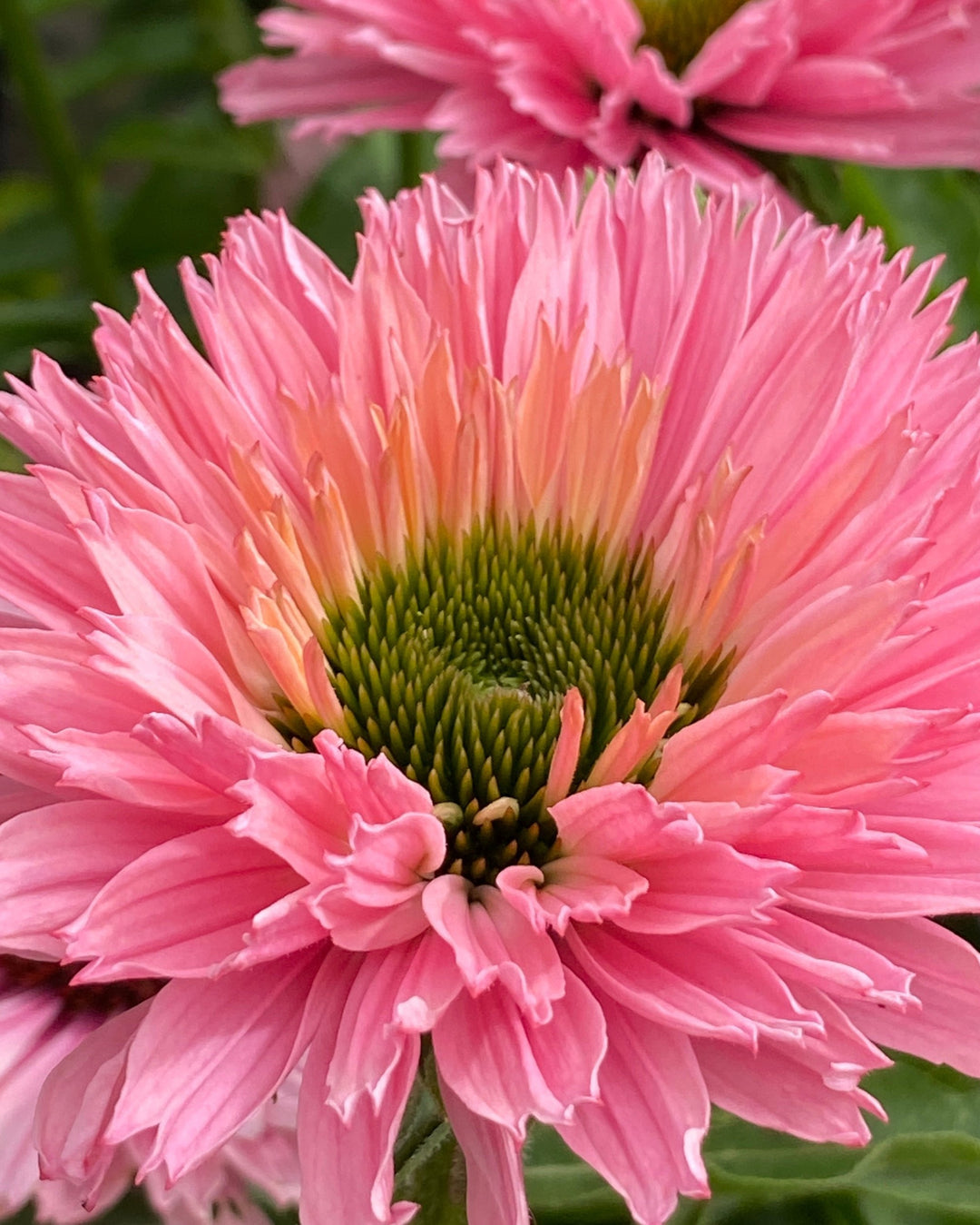 Echinacea x Sunseekers® Salmon (Coneflower)