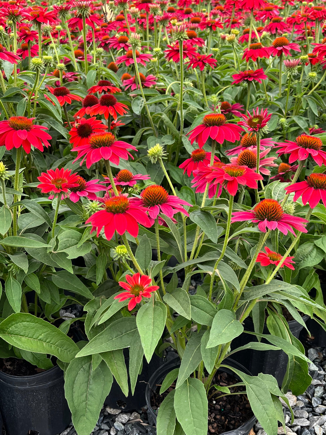 Echinacea Sombrero® Tres Amigos (Coneflower)