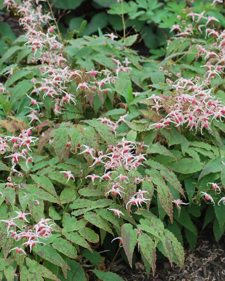 Epimedium 'Pink Champagne' (Barrenwort)