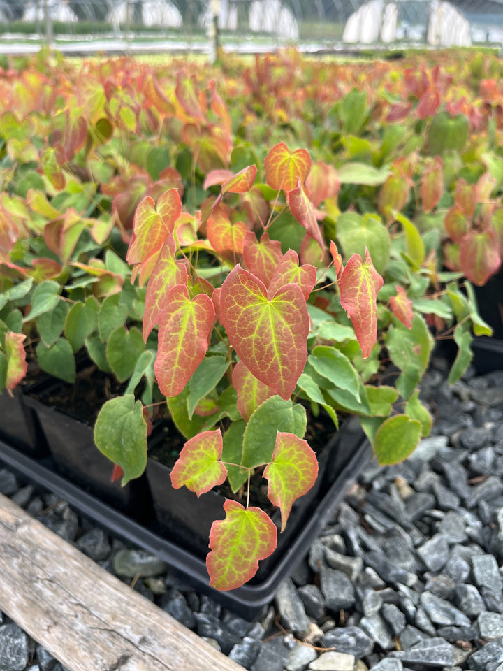 Epimedium rubrum (Barrenwort)