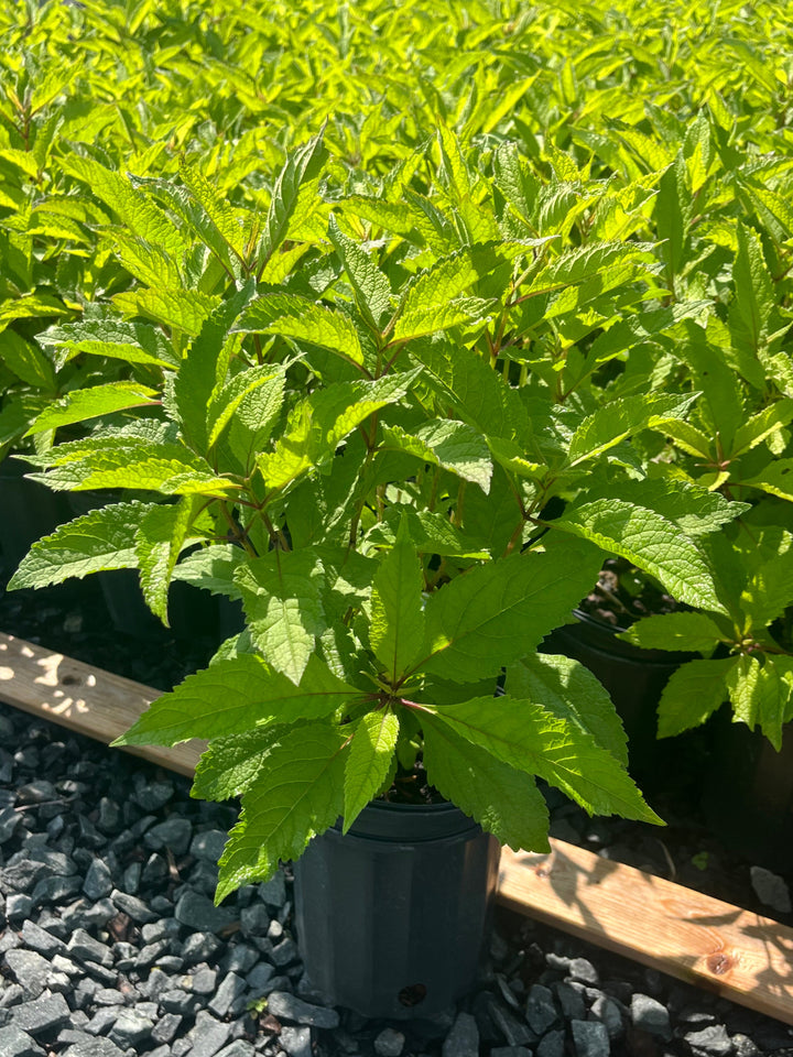 Eupatorium maculatum 'Gateway' (Joe Pye Weed)