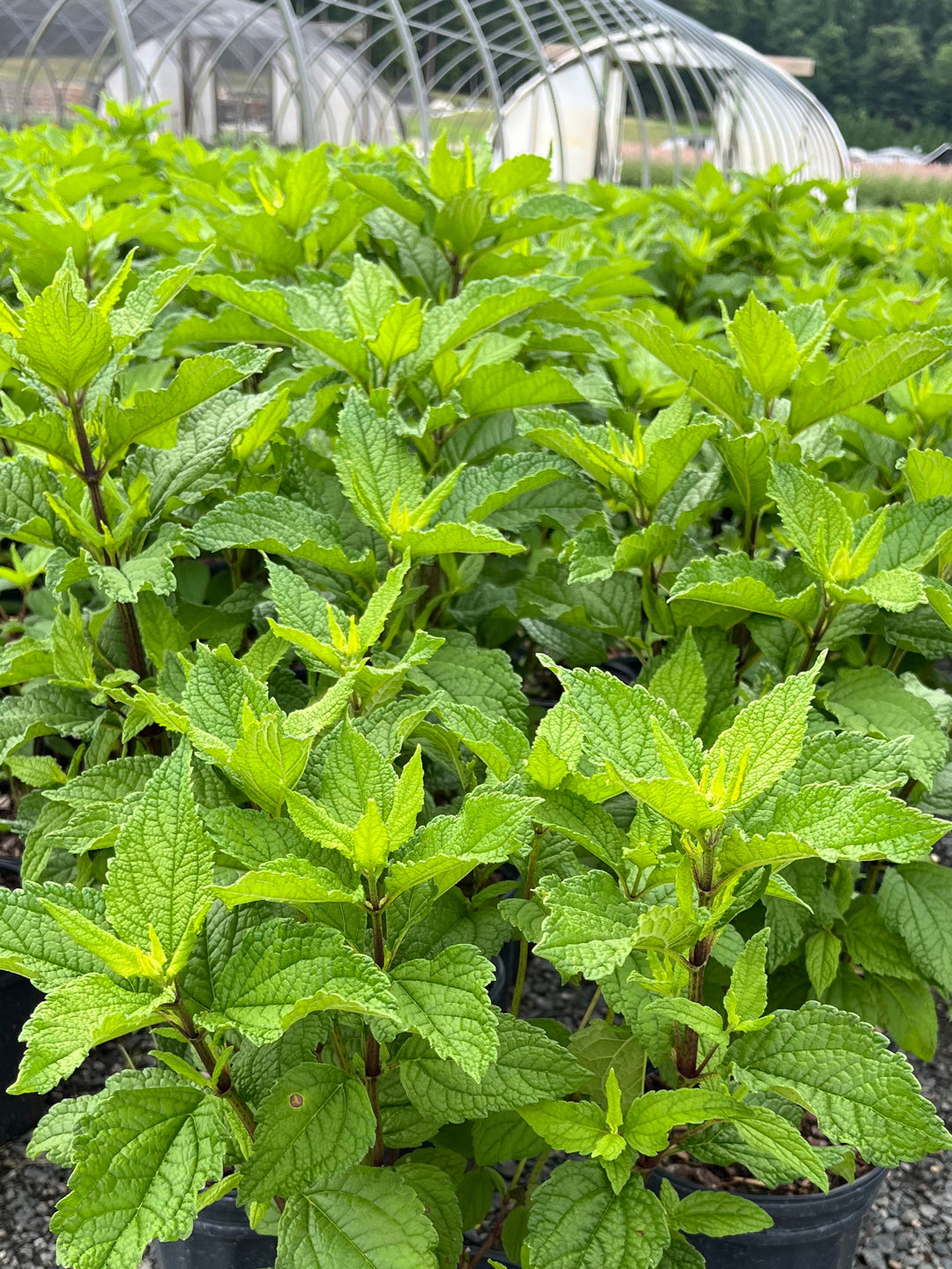 Eupatorium dubium 'Little Joe' (Dwarf Joe Pye Weed)